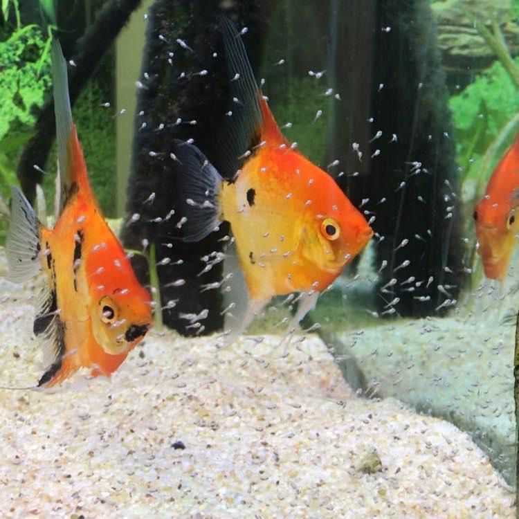 Artemia y Alimentos Para Crias - Discus Roa Fish