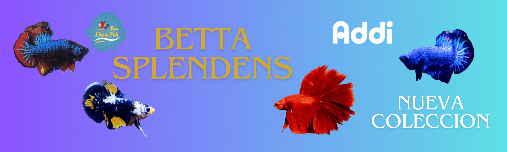 betta Splendens - Discus Roa Fish