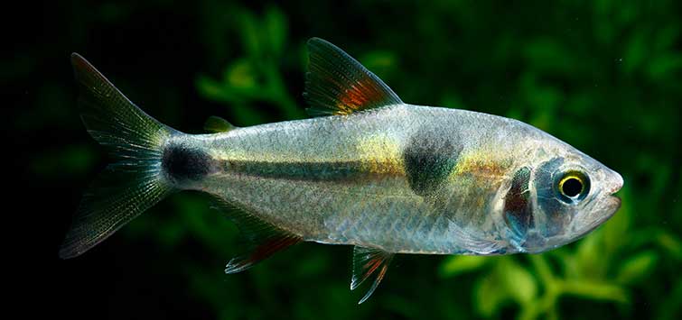 Tetra dos puntos