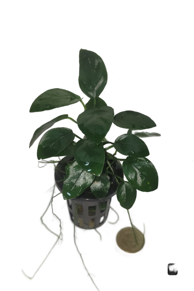 Anubia Bateri