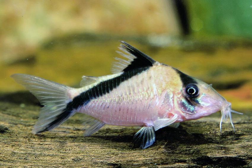 Corydora melini