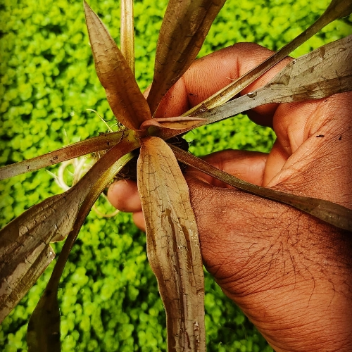 Cryptocoryne spiralis