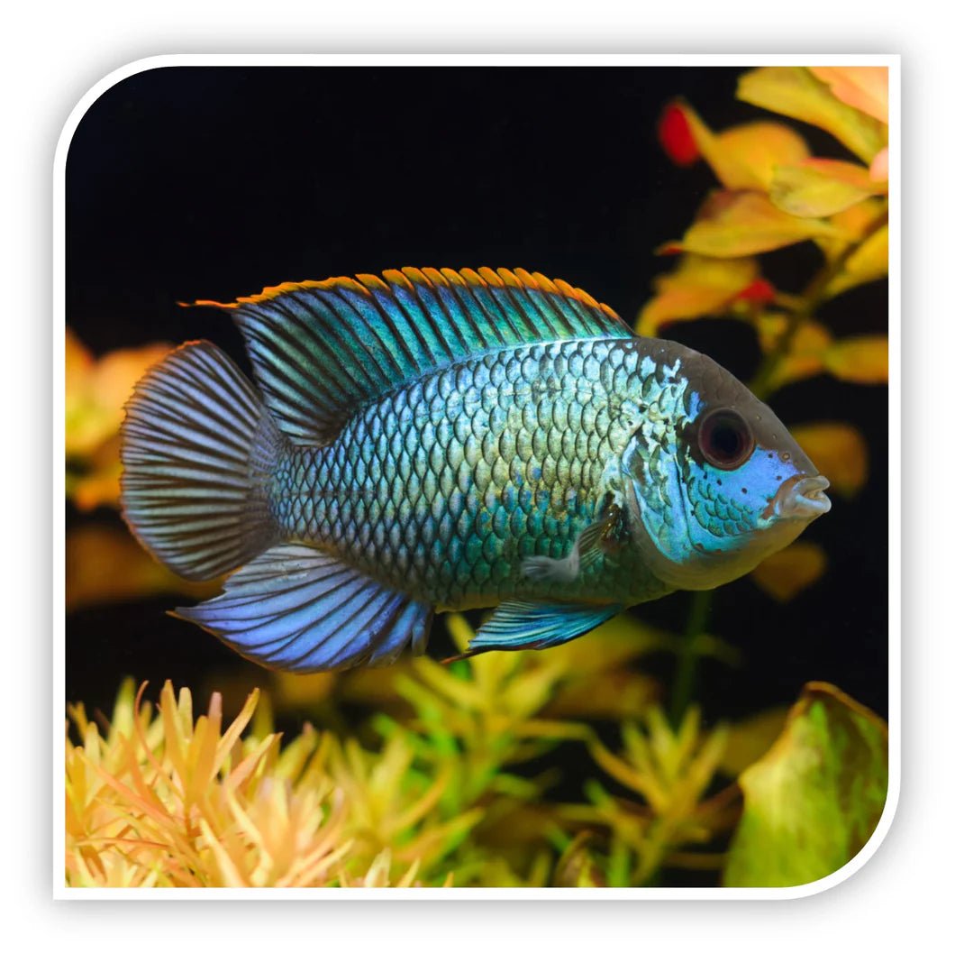 Acara blue - Discus Roa Fish