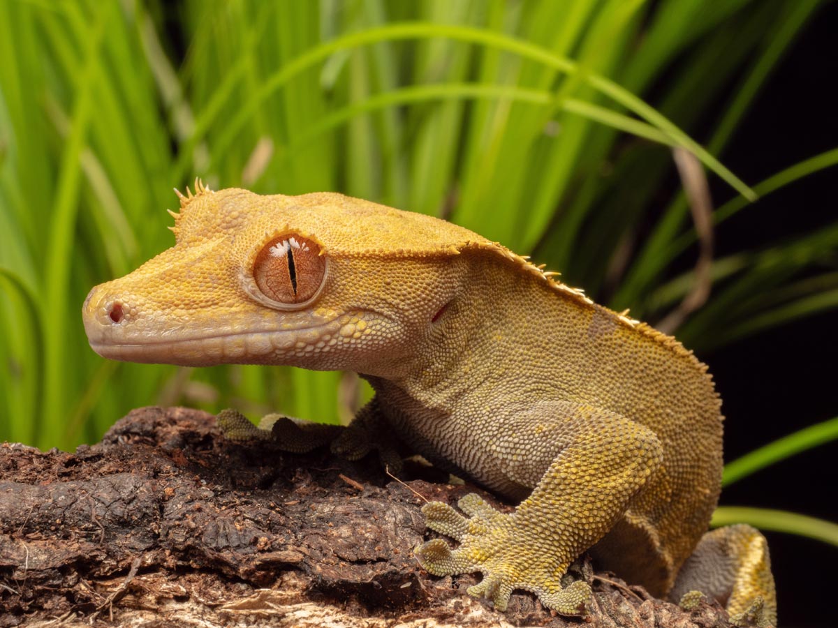 Alimento Premium Hikari CrestGel™ para Geckos Crestados y Reptiles Frugívoros - Discus Roa Fish