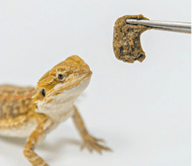 Alimento Premium Hikari DragonGel™ para Dragones Barbudos y Reptiles Omnívoros - Discus Roa Fish