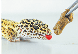 Alimento Premium Hikari LeopaGel para Geckos Leopardo y Reptiles Insectívoros - Discus Roa Fish