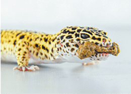Alimento Premium Hikari LeopaGel para Geckos Leopardo y Reptiles Insectívoros - Discus Roa Fish