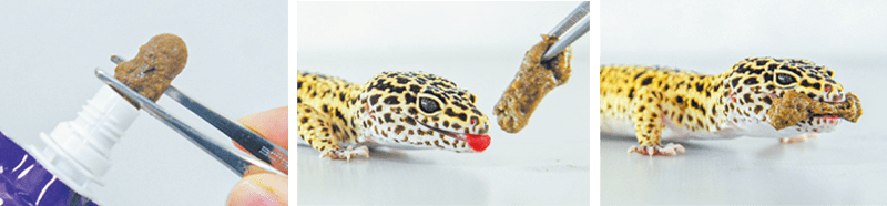 Alimento Premium Hikari LeopaGel para Geckos Leopardo y Reptiles Insectívoros - Discus Roa Fish
