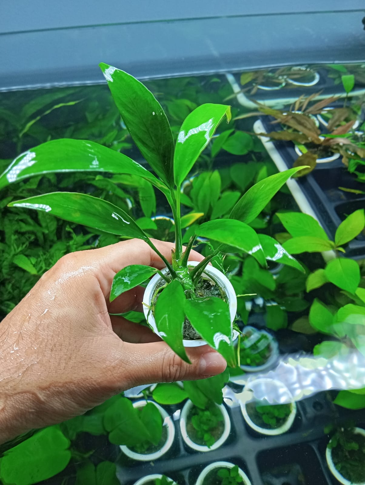 Anubia Angustifolia - Discus Roa Fish