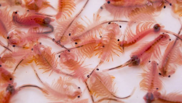 Artemia Salina Viva Adulta - Discus Roa Fish