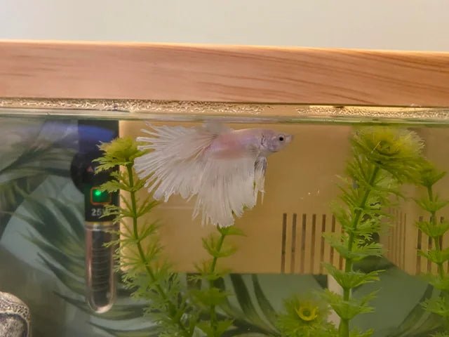 BETTAFIX 50 ML - Discus Roa Fish