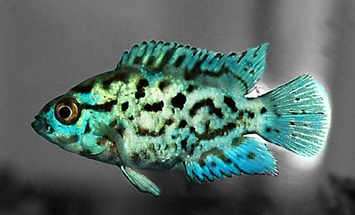 Blue dempsey - Discus Roa Fish