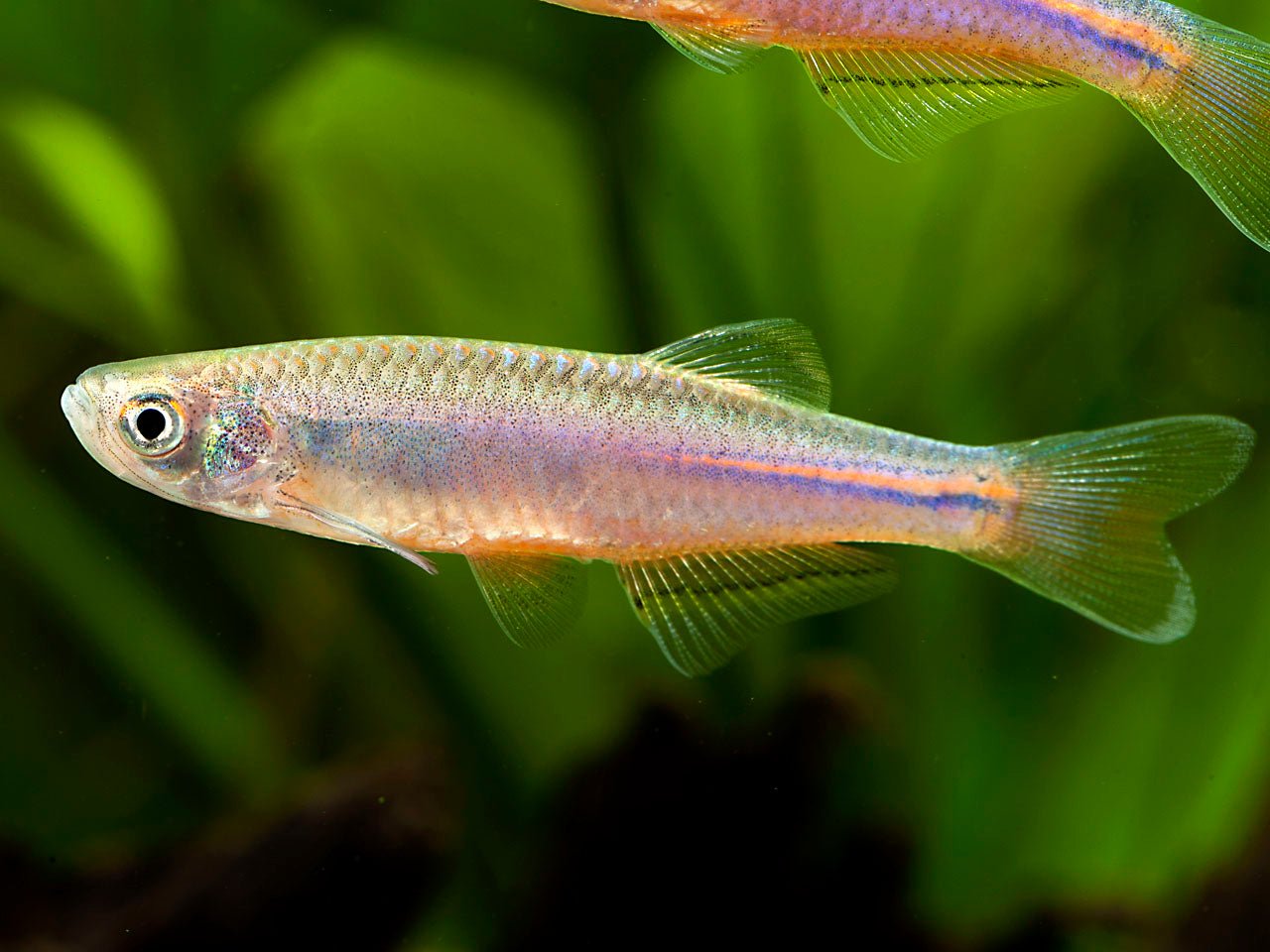 Cebras - Discus Roa Fish