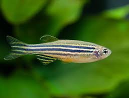 Cebras - Discus Roa Fish