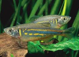 Cebras - Discus Roa Fish