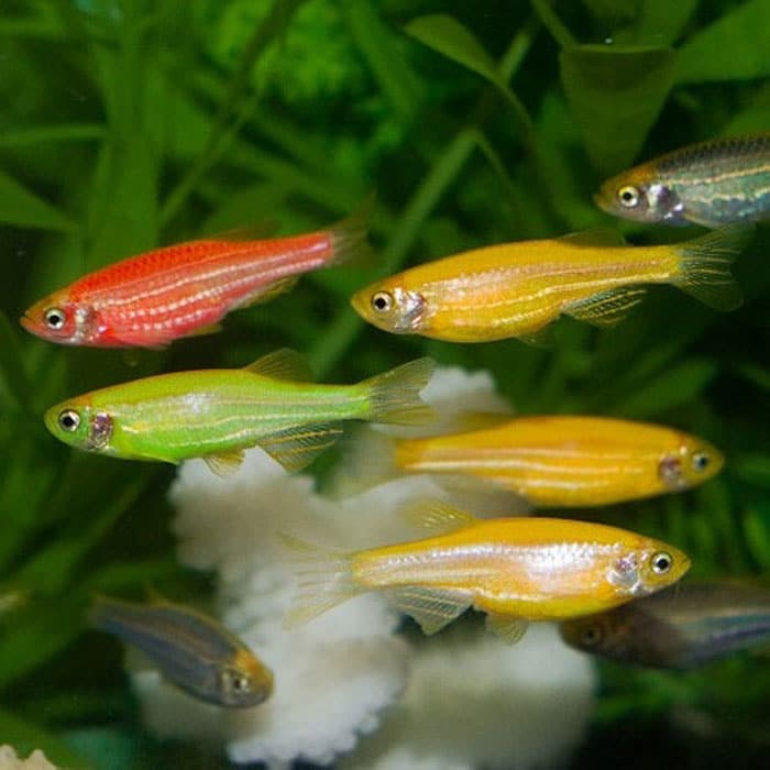 Cebras - Discus Roa Fish