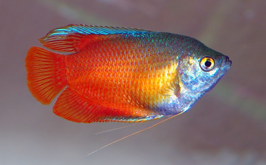 Colisas - Discus Roa Fish