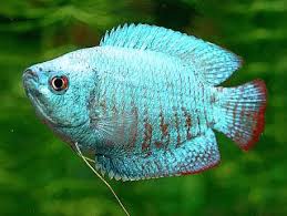 Colisas - Discus Roa Fish