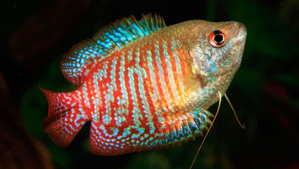 Colisas - Discus Roa Fish