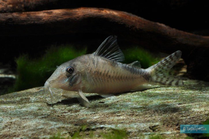 Corydora olga - Discus Roa Fish
