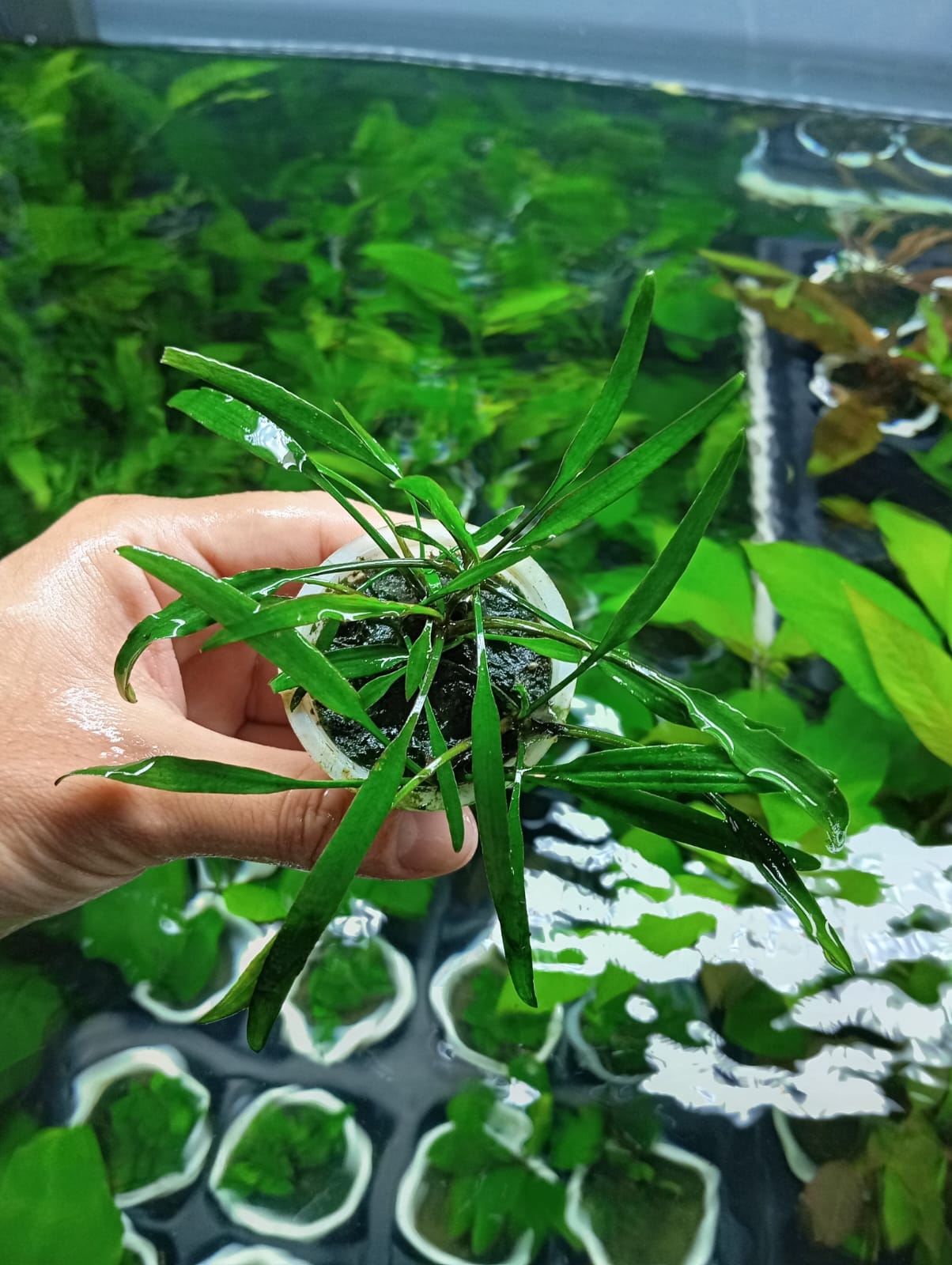 CRYPTOCORYNE WILLISII - Discus Roa Fish