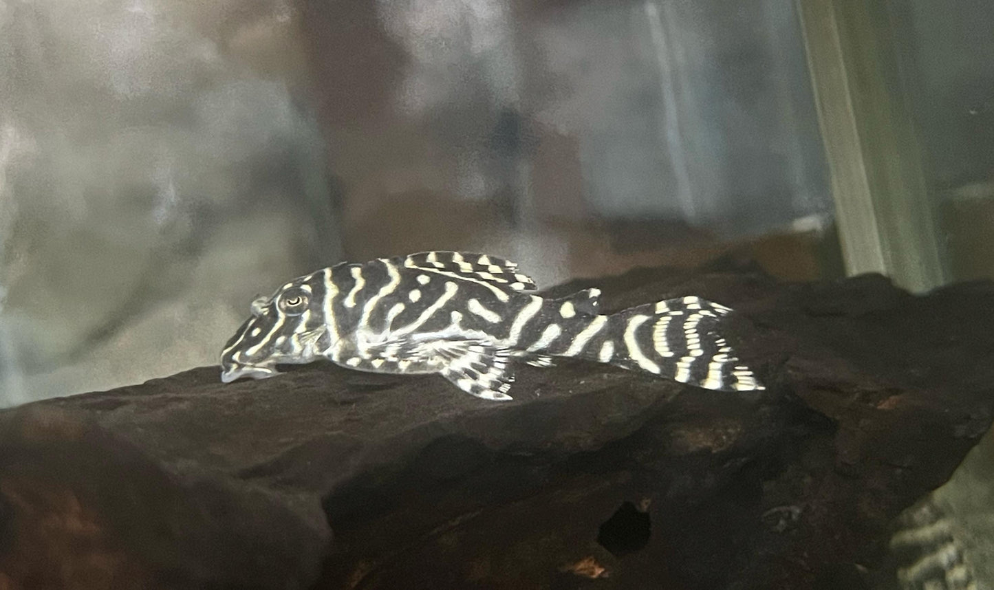 Cucha Cebra Fina - Discus Roa Fish