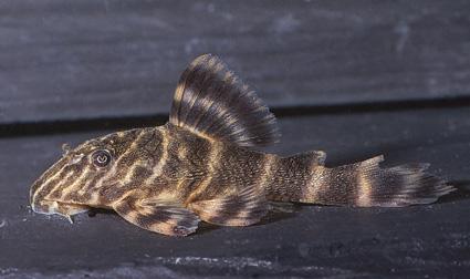 Cucha piña - Discus Roa Fish