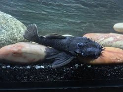 Cucha xenocara - Discus Roa Fish