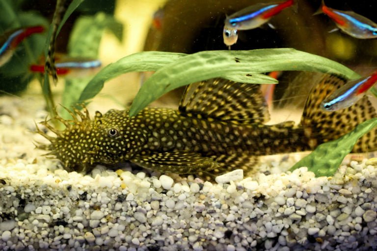 Cucha xenocara - Discus Roa Fish