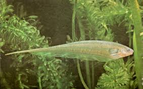 Cuchillo transparente - Discus Roa Fish