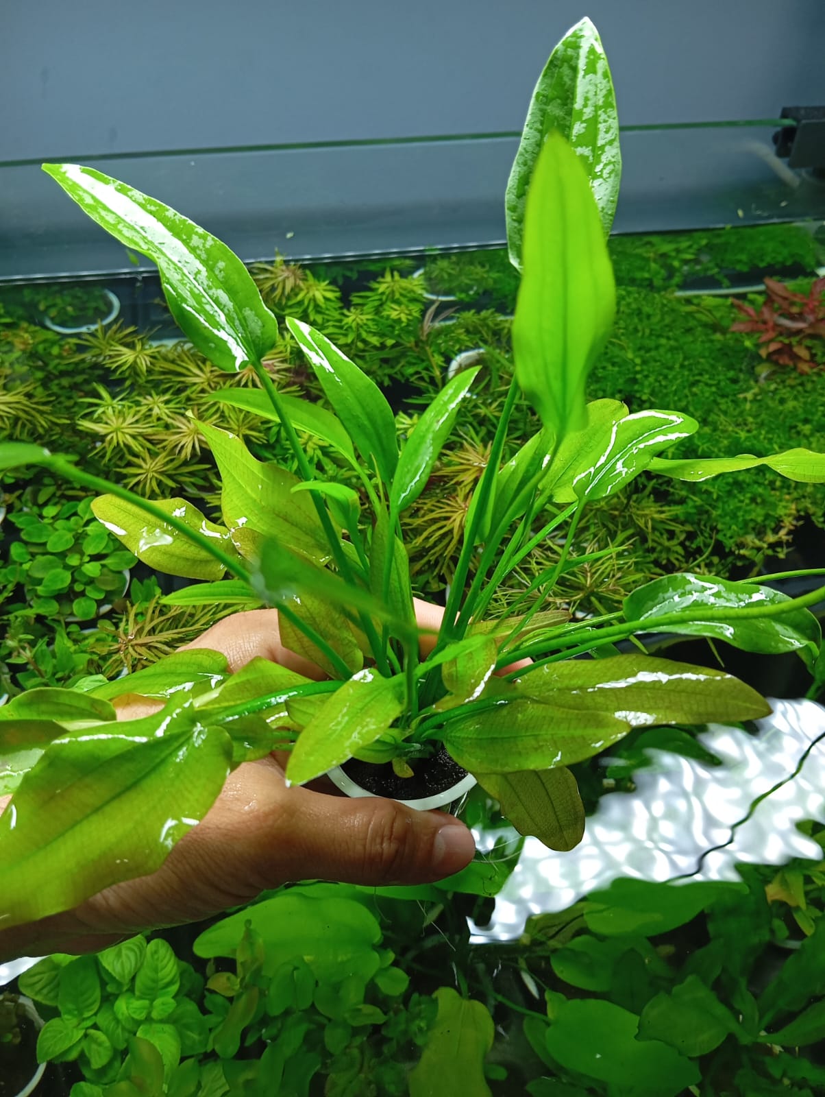 ECHINODORUS CORDIFOLIUS - Discus Roa Fish