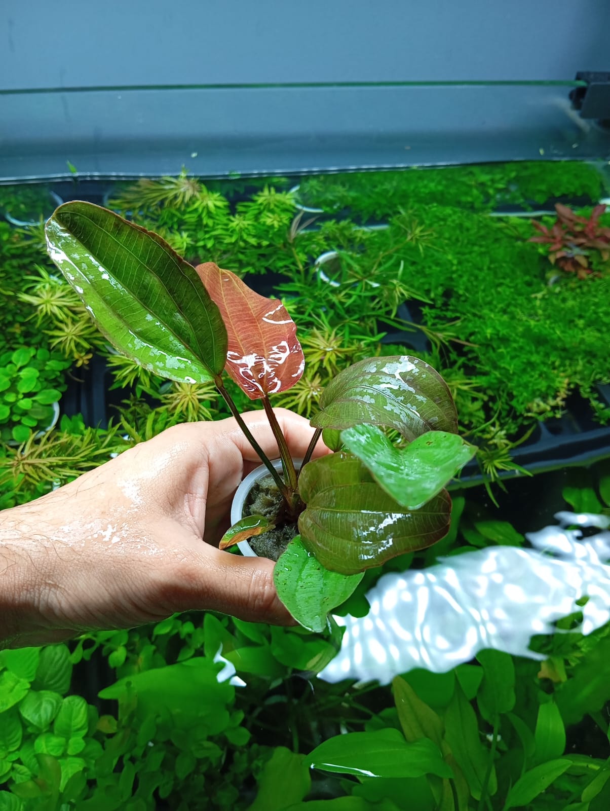 ECHINODORUS ROSÉ - Discus Roa Fish
