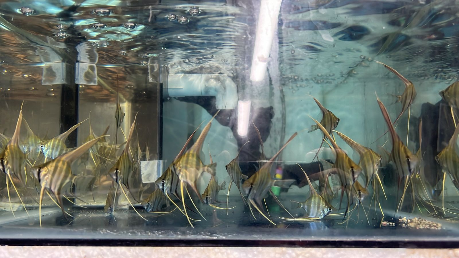 Escalar Altum - Discus Roa Fish