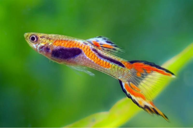 Gupys endler - Discus Roa Fish