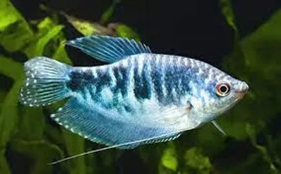 Guramis - Discus Roa Fish