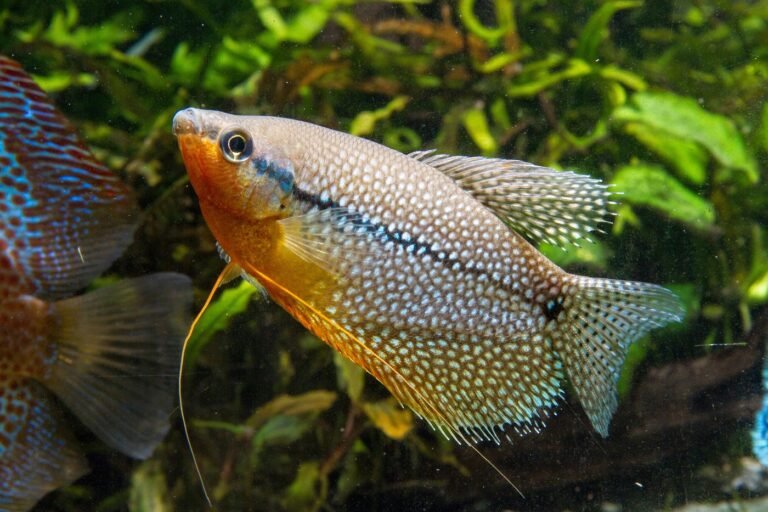 Guramis - Discus Roa Fish