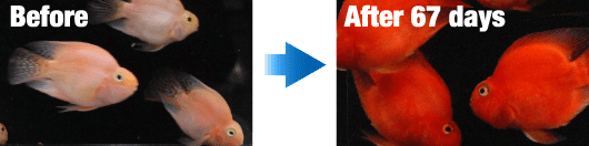 Hikari Blood - Red Parrot+® – Alimento Potenciador de Color para Cíclidos Parrot - Discus Roa Fish