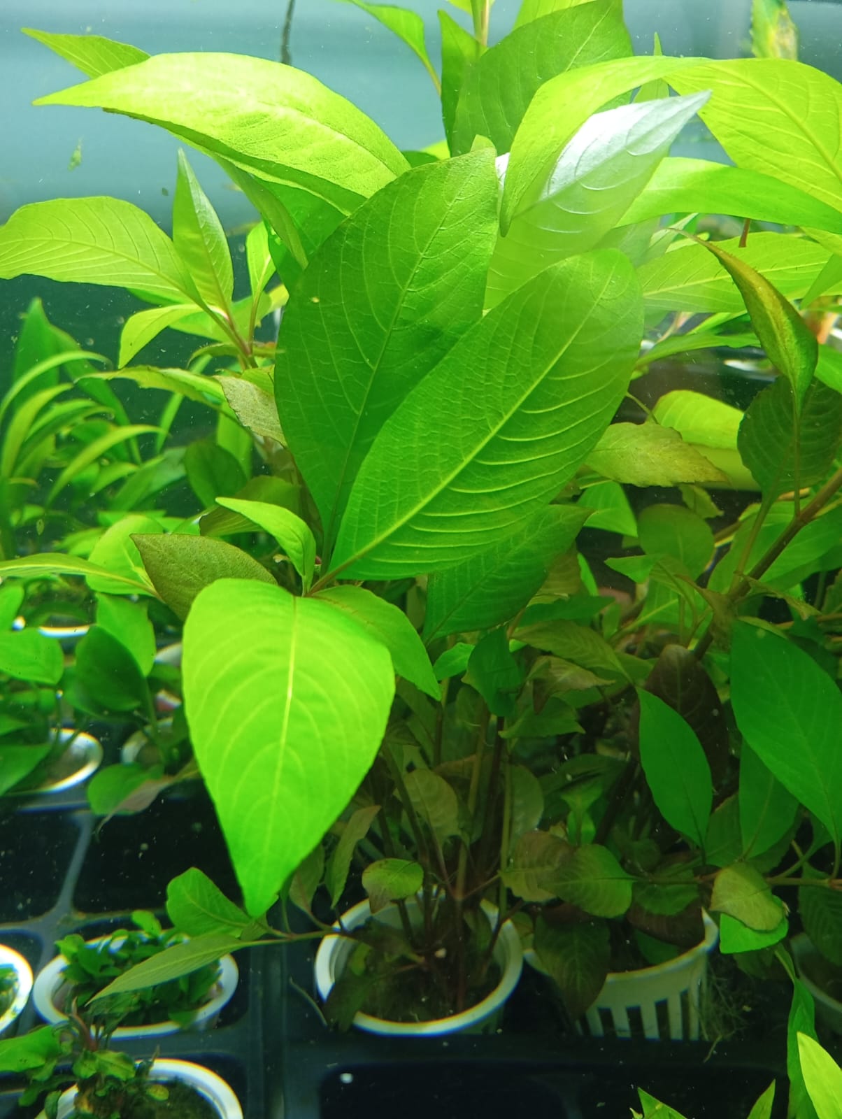 Hygrophila CORYMBOSA - Discus Roa Fish