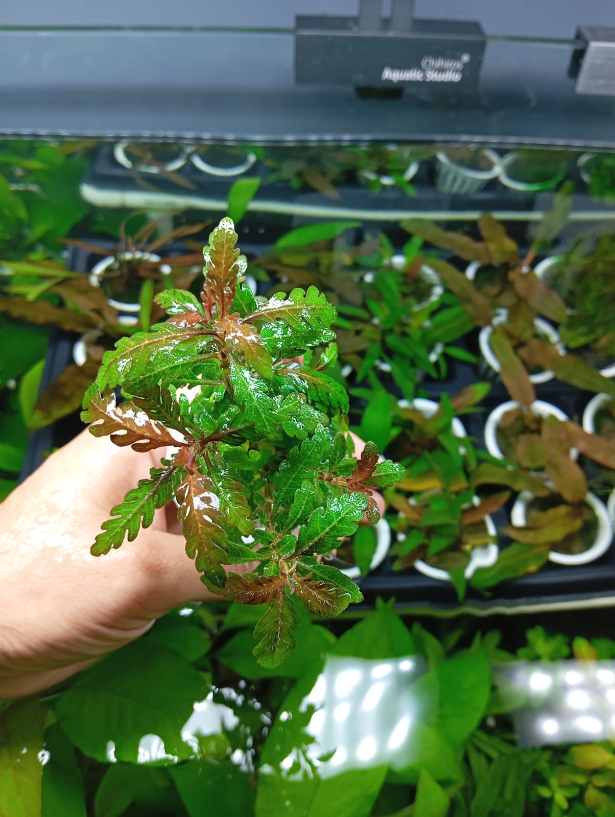 HYGROPHILA PINNATIFIDA - Discus Roa Fish