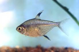 Tetra Hilo Negro
