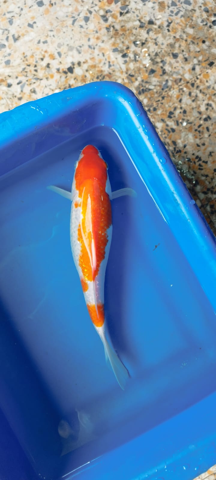 KOI - Discus Roa Fish