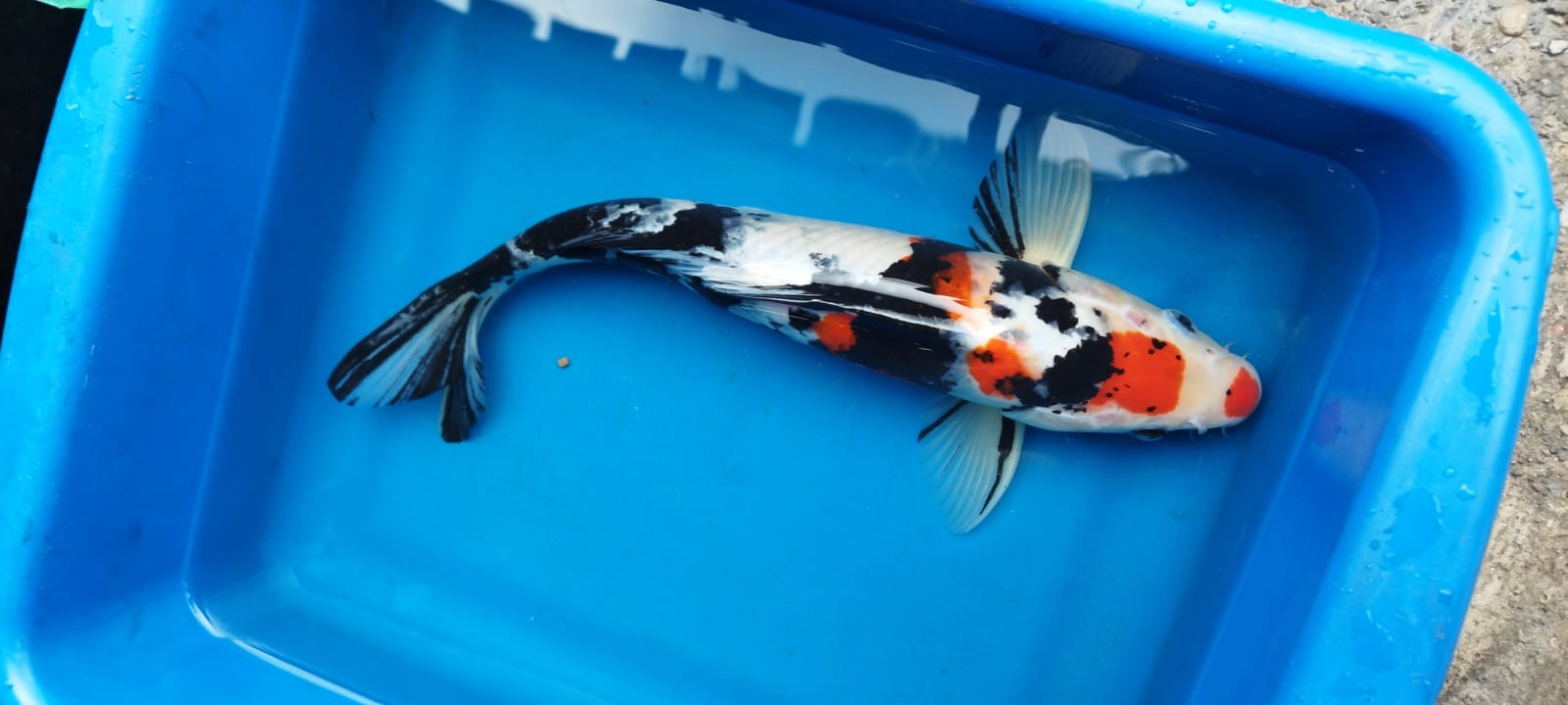 KOI - Discus Roa Fish