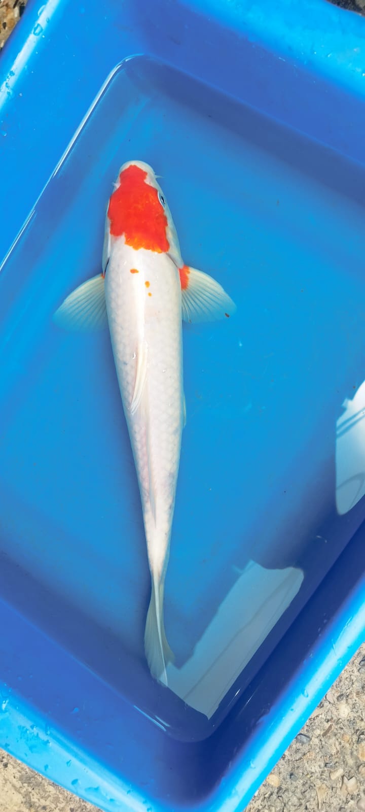 KOI - Discus Roa Fish