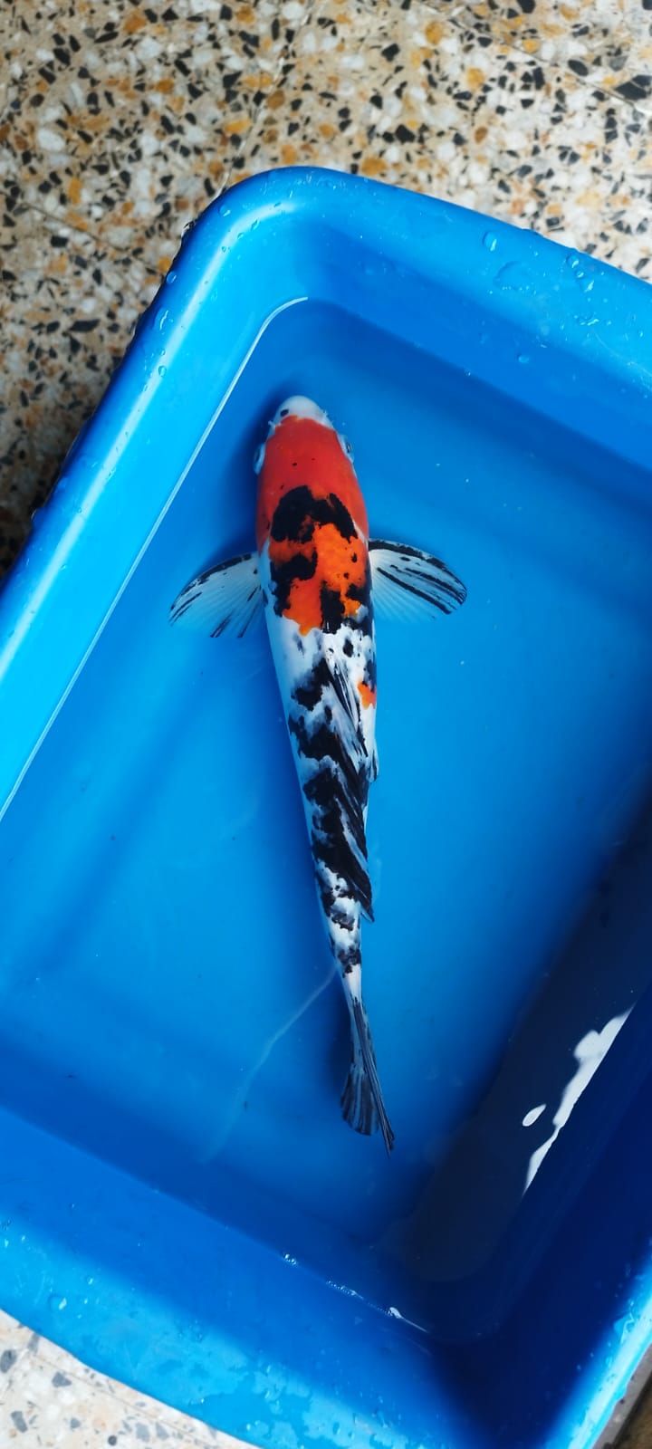 KOI - Discus Roa Fish