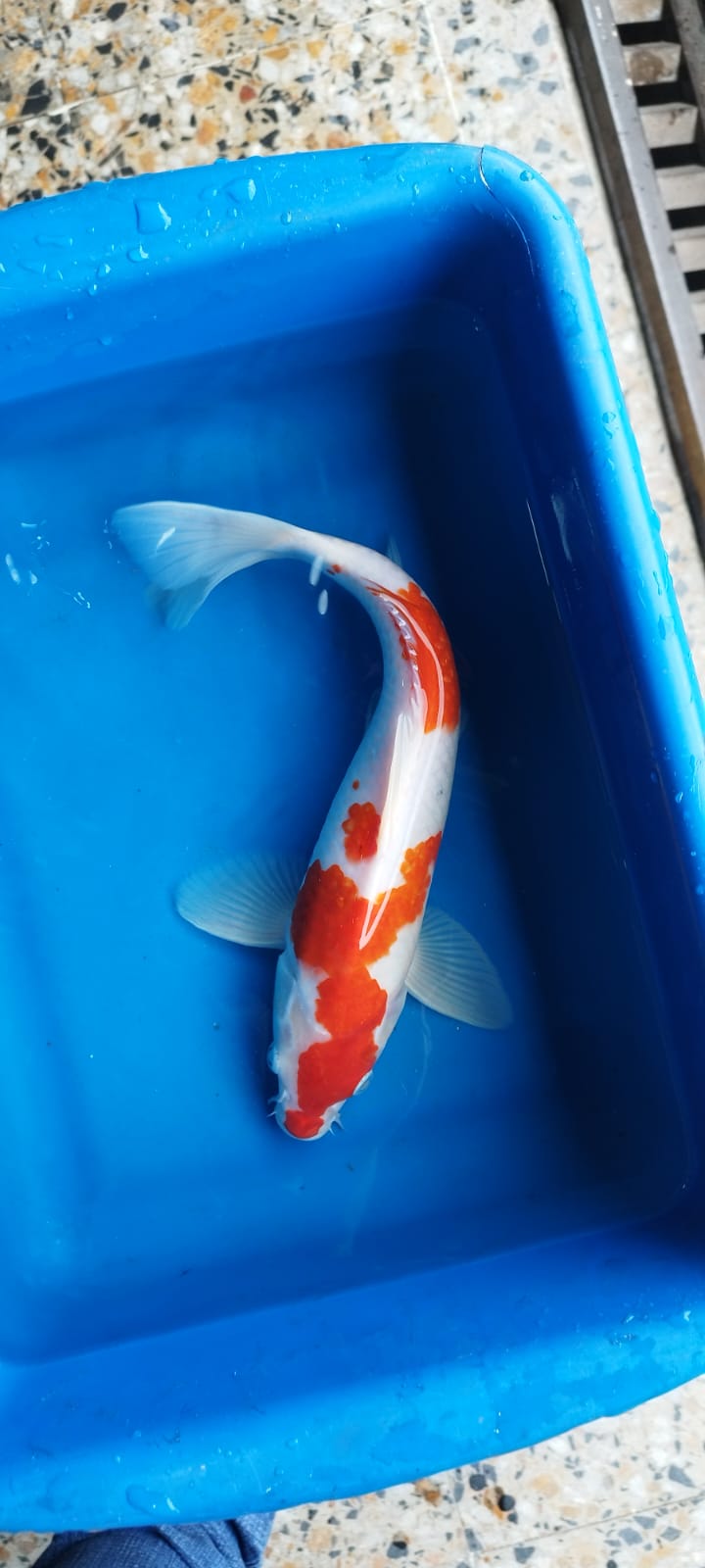 KOI - Discus Roa Fish