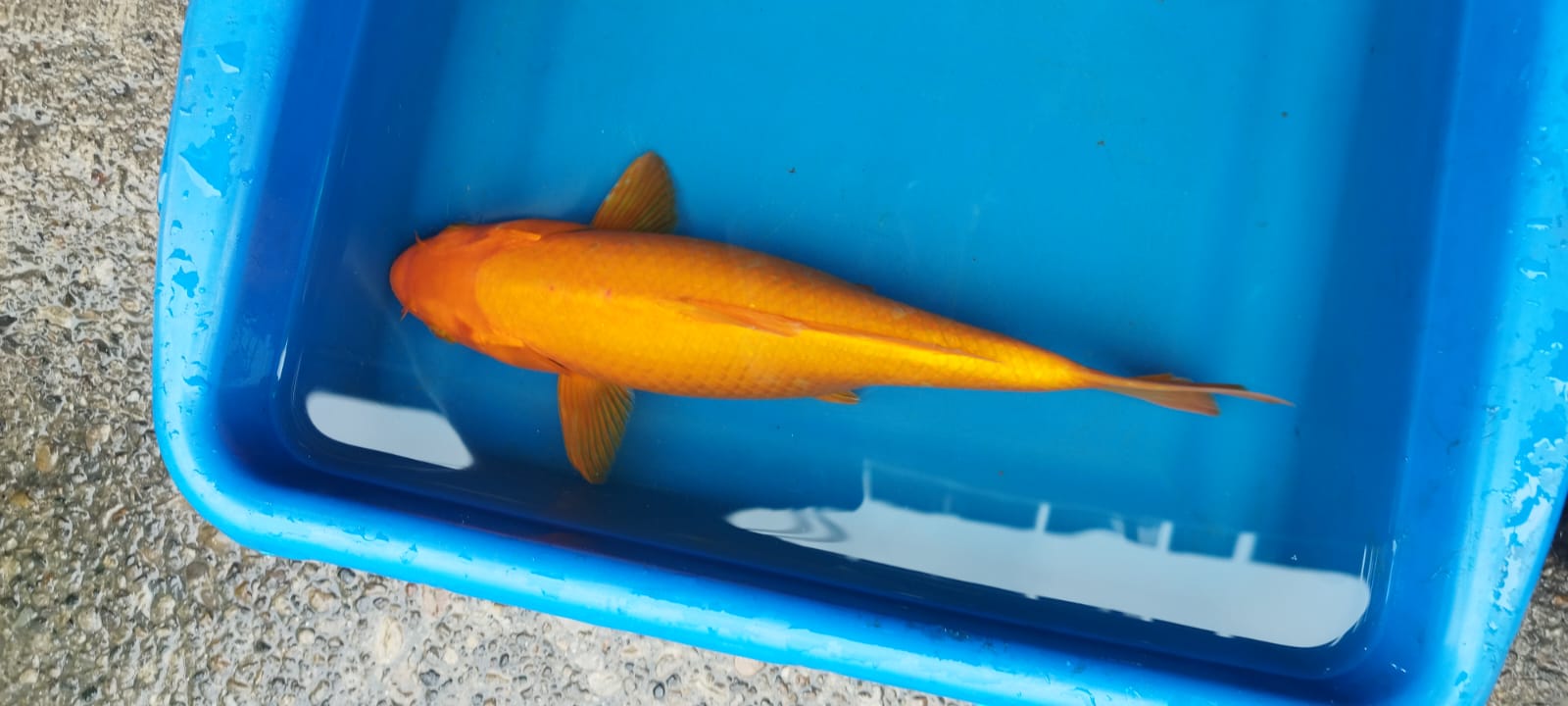 KOI - Discus Roa Fish