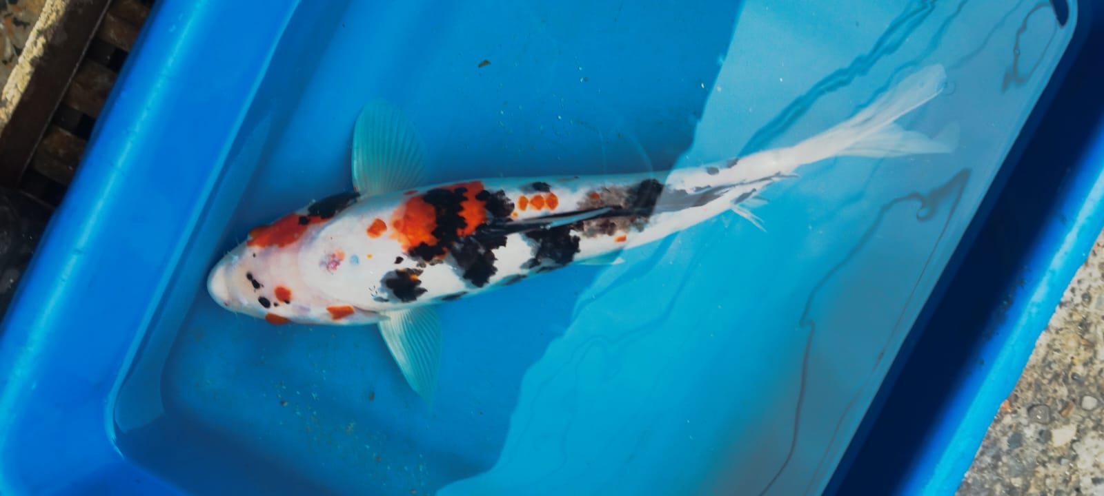 KOI - Discus Roa Fish