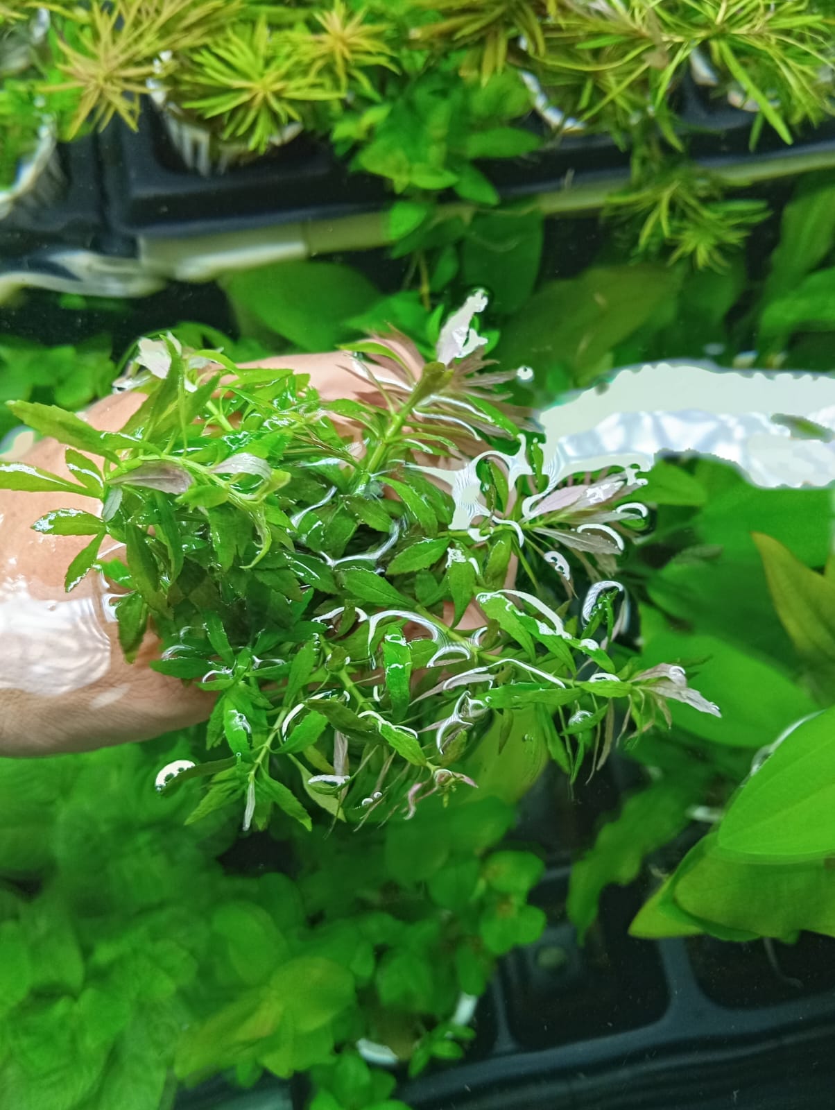 LIMNOPHILA AROMÁTICA - Discus Roa Fish