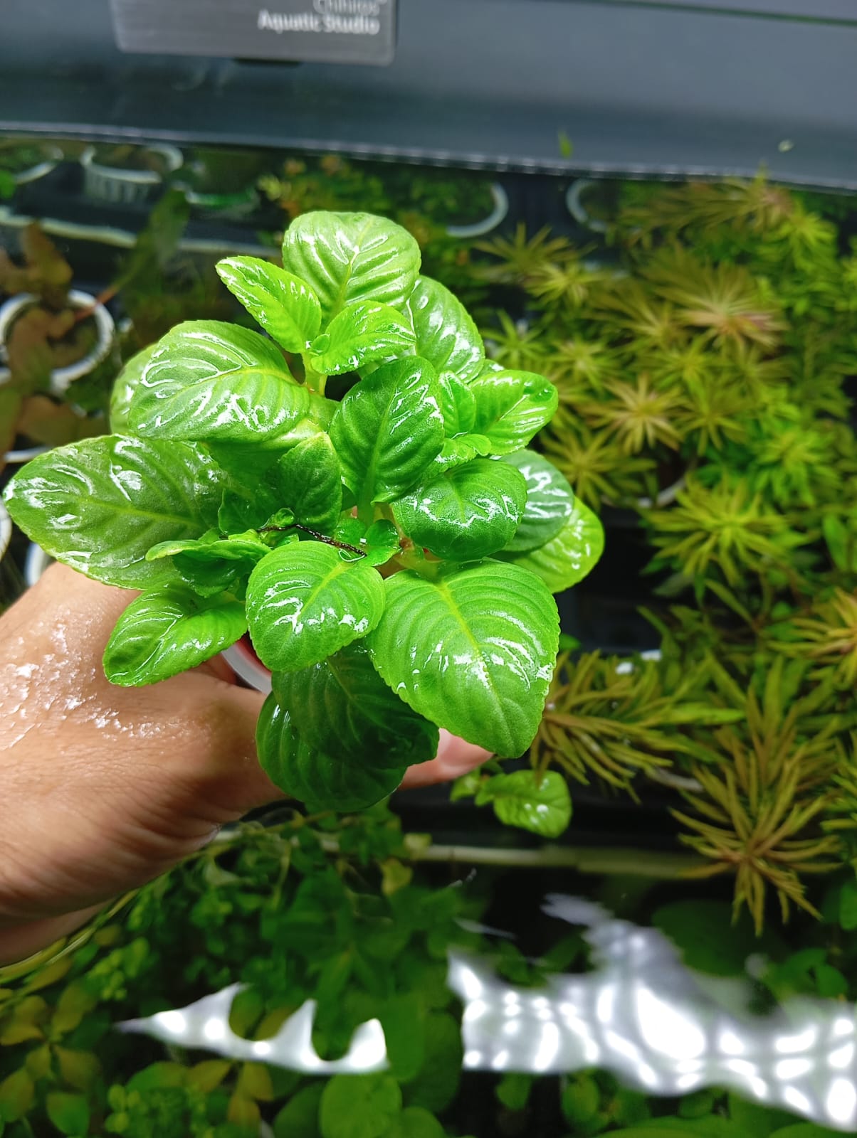 LIMNOPHILA RUGOSA - Discus Roa Fish
