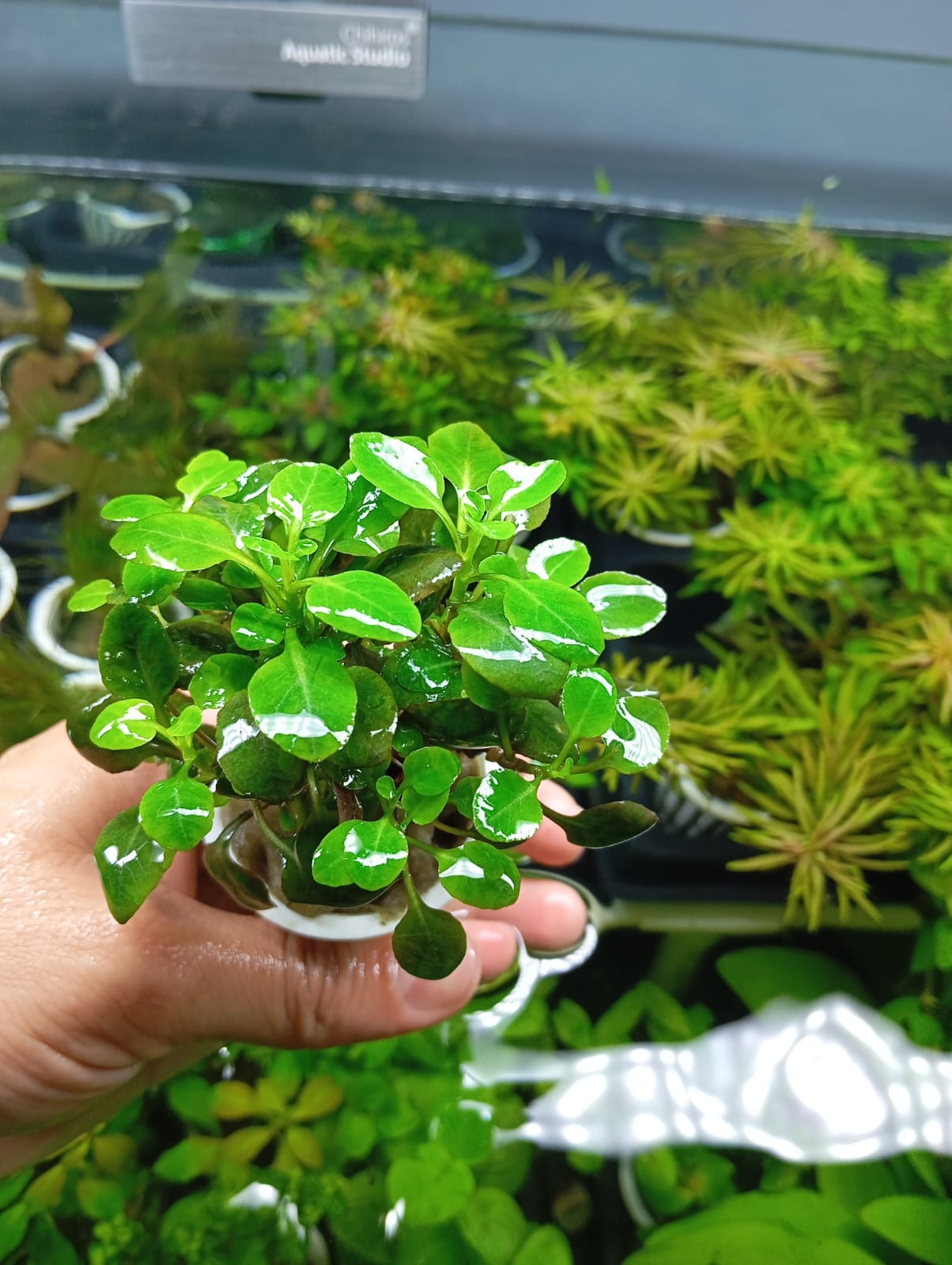 LOBELIA CARDINALIS - Discus Roa Fish